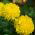Rose d'Inde  - Fantastic - 90 graines - Tagetes erecta