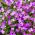 Aubrieta - színes virágkeverék - Aubrieta x hybrida - Színes virágok, ideális szegélyezéshez - Friss vetőmagok