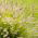 Ornamental Annual Grasses blande frø - 200 frø - 