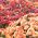 Chrysanthemum Fanfare Verbesserte Samen - Chrysanthemum x koreanum - 