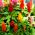 Lav Celosia plumosa - Celosia argentea var. plumosa nana - Strålende farver, sommerlang skønhed - Friske frø
