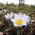 White Pasque Flower seeds - Anemone pulsatilla - 90 seeds