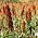 Cirok - fekete - 60 magok - Sorghum nigrum