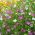 Showy Baby's-Breath mixed seeds - Gypsophila elegans - 2800 seeds