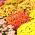 Chrysanthemum Fanfare Verbesserte Samen - Chrysanthemum x koreanum - 