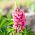 Lupiini - Chatelaine - 90 siemenet - Lupinus polyphyllus