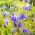 Alpen-Akelei Samen - Aquilegia alpina - 375 Samen