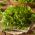 Perifollo - 400 semillas - Anthriscus cerefolium