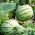 เมล็ดบิงโกแตงโม - Citrullus lanatus - 38 เมล็ด