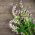 Adaçayı, Muscatel Adaçayı tohumları - Salvia sclarea - 115 seeds