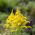 Canada Goldenrod seeds - Solidago canadensis - 2500 seeds