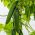Pepino - Tessa - 105 sementes - Cucumis sativus