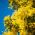 Sølvakacie - 20 frø - Acacia dealbata