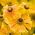 Orange Sneezeweed, Owl's Claws seeds - Helenium hoopesii - 250 seeds