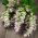 Adaçayı, Muscatel Adaçayı tohumları - Salvia sclarea - 115 seeds