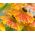 Orange Sneezeweed, Owl's Claws seeds - Helenium hoopesii - 250 seeds