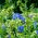Biji Commelina - Commelina tuberosa - 125 biji