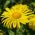 Leopard's Bane Medaillon d’Or zaden - Doronicum caucasicum - 220 zaden - Doronicum orientale