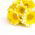 Sementes Tidy Tips - Layia platyglossa - 1600 sementes