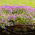 Aubrieta - színes virágkeverék - Aubrieta x hybrida - Színes virágok, ideális szegélyezéshez - Friss vetőmagok