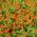 Marigold Red Gem seeds - Tagetes tenuifolia - 600 seeds