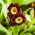 Primrose-sekasiemenet - Primula x pubescens - 110 siemeniä