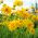 Krásnoočko nízké - Coreopsis tinctoria - Kompaktní sluneční milovníci, kvete od června do října - Čerstvá semena