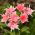 Drummond Phlox Twinkle Star magjai - Phlox drummonda cuspidata nana - 500 mag - Phlox drummondii cuspidata var. Stellaris - magok
