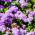 Agerantum, Floss Sjeme cvijeća - Ageratum houstonianum Mill. - 3750 sjemenki - sjemenke