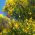 Mătură verde - Cytisus scoparius - Arbuști grațioși, înalți de 1-2 m - Semințe proaspete