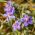 Arve - 130 frø - Anagallis