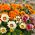 Gazania Sunshine Amestec de semințe - Gazania rigens - 250 de semințe