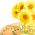 Sementes Tidy Tips - Layia platyglossa - 1600 sementes