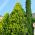 Lawson Cypress frø - Chamaecyparis lawsoniana - 100 frø