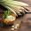 Citronelă - Cymbopogon flexuosus - Plantă culinară și medicinală, cu utilizare multifuncțională - Semințe proaspete