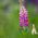 Lupiini - Chatelaine - 90 siemenet - Lupinus polyphyllus