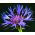 Bjerg-Knopurt - Centaurea montana - Charmerende blomster til landlige haver - Friske frø