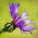 Bjerg-Knopurt - Centaurea montana - Charmerende blomster til landlige haver - Friske frø