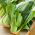 Använda - Pak - Choi - 500 frön - Brassica rapa subsp. chinensis