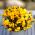 Trailing Viola seeds - Viola x williamsii - 270 seeds