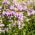 Rosenkronill - 280 frön - Coronilla varia