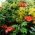 Trumpet Vine, Trumpet Creeper semena - Campsis radicans