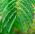 ミモザ、敏感な植物の種子 - ミモザプディカ -  34種子 - Mimosa pudica - シーズ