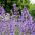 Katteurt - Nepeta mussinii - Duftende blomster, elsket af katte - Friske frø