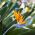 Kuş Cenneti çiçek tohumları - Strelitzia reginae - 10 tohum
