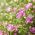 Showy Baby's-Breath mixed seeds - Gypsophila elegans - 2800 seeds