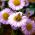 Daisy Fleabane - Blue Variety - Erigeron speciosus - 700 seeds