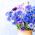Hạt ngô, hạt nút của Cử nhân - Centaurea cyanus - 200 hạt