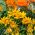 Gazania Sunshine Amestec de semințe - Gazania rigens - 250 de semințe