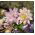Orlíček plnokvětý - směs - Aquilegia vulgaris - Velkolepé květy, ideální do kytic - Čerstvá semena
